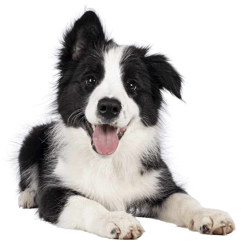 Dog Waste Removal Services in Maple Ridge, Pitt Meadows , Coquitlam, New West.